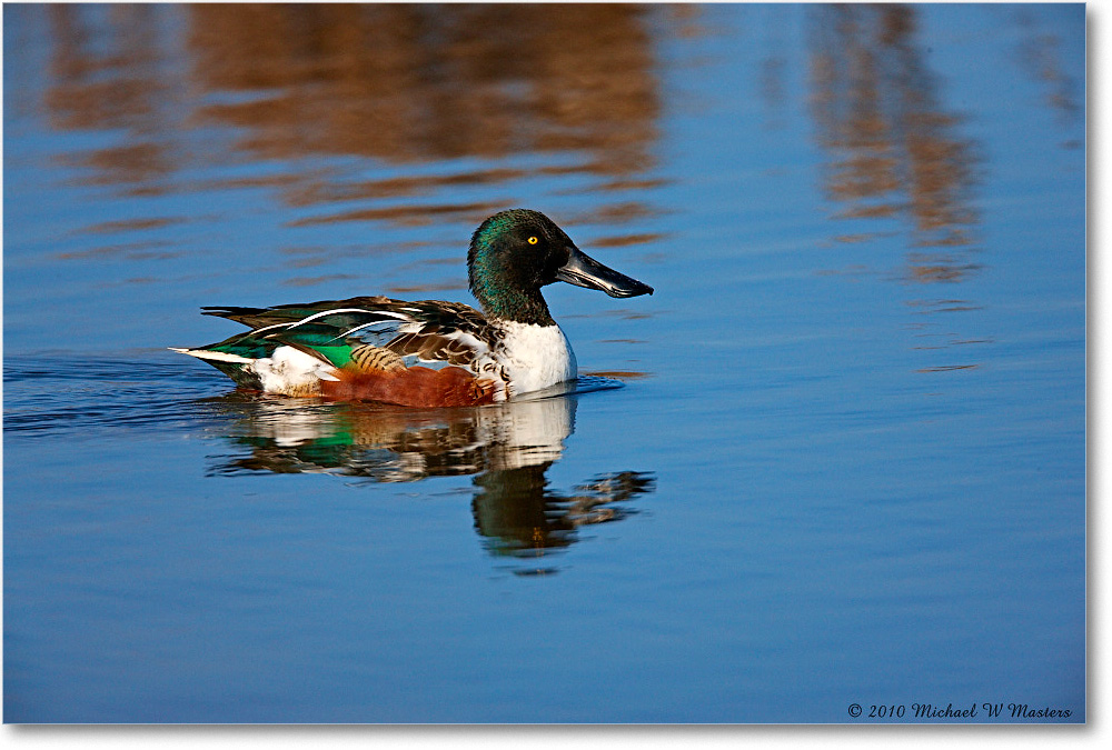 NorthernShovelerMale_ChincoNWR-wll_2010Nov_S3A3872 copy