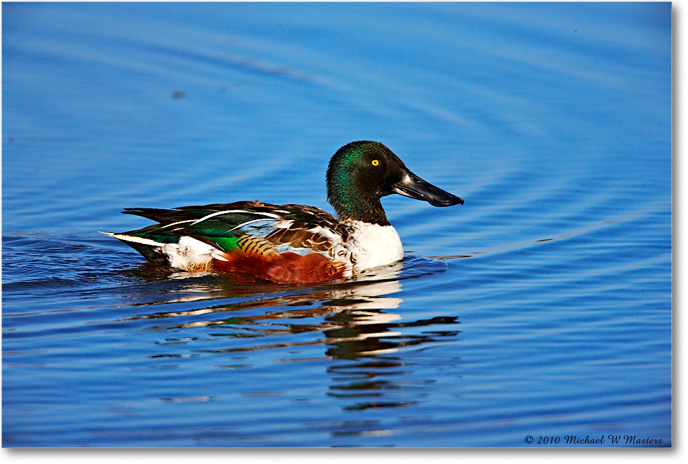 NorthernShovelerMale_ChincoNWR-wll_2010Nov_S3A3902 copy