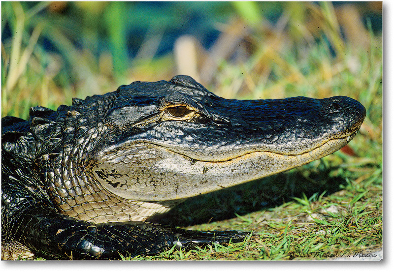 Alligator-SharkValley-2000Mar-18H3