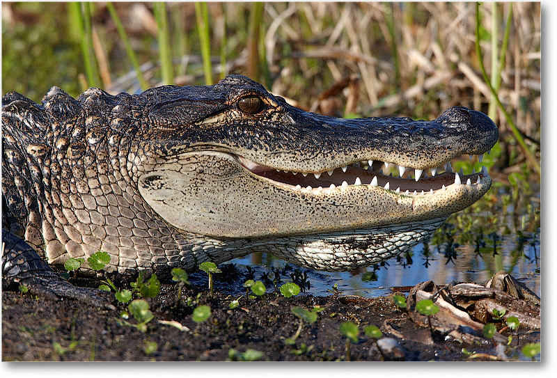 Alligator-VieraWetlandsFL-2011Feb_S3A5834