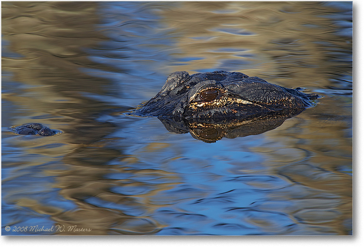 Alligator_AnhingaTrailFL_08Jan_1Ds2_E0K8609