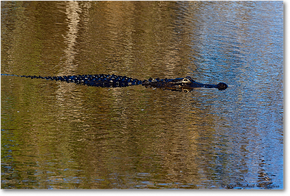 Alligator_AnhingaTrailFL_2008Jan_08JA2021 copy
