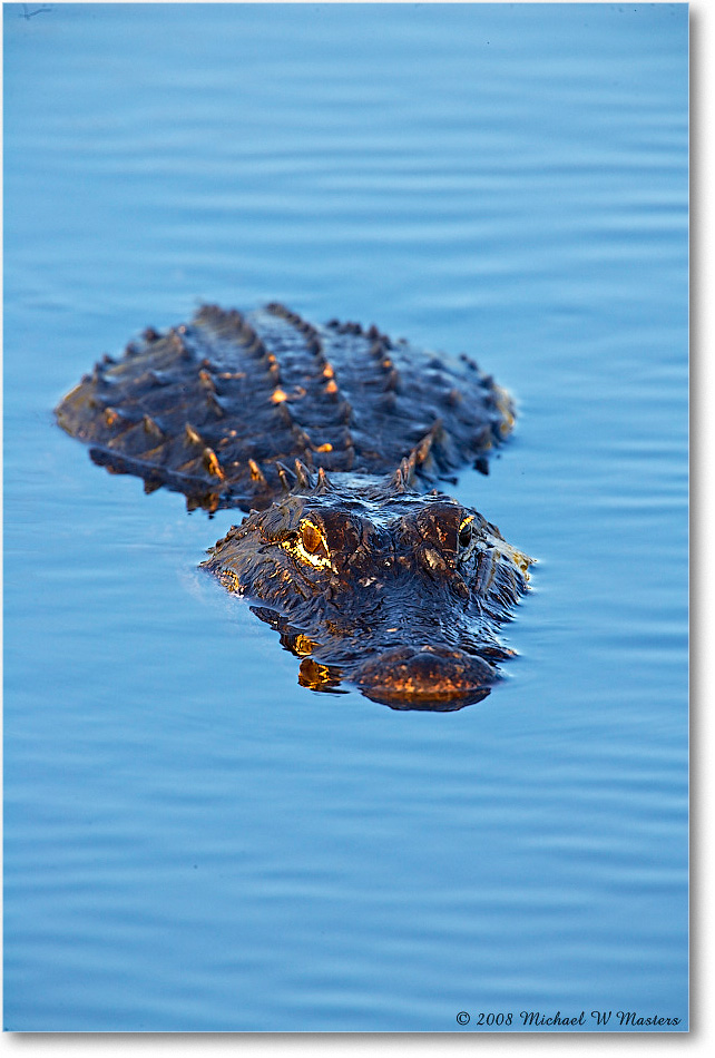 Alligator_AnhingaTrailFL_2008Jan_E0K8620 copy