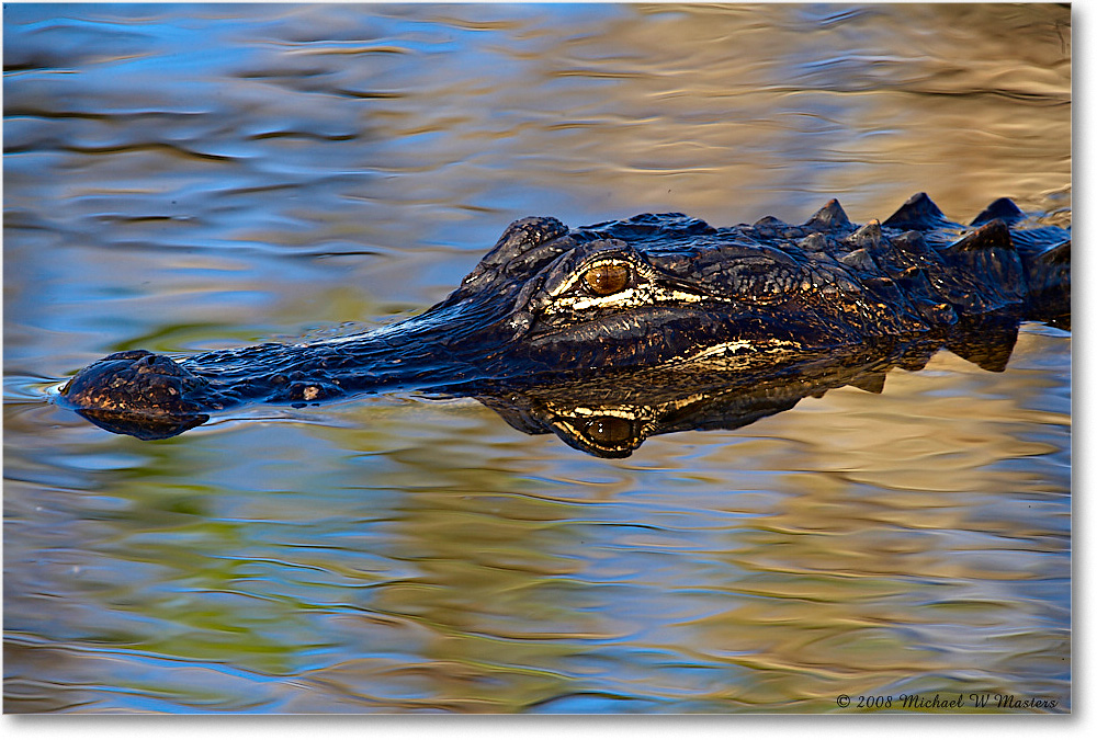 Alligator_AnhingaTrailFL_2008Jan__E0K8639 copy