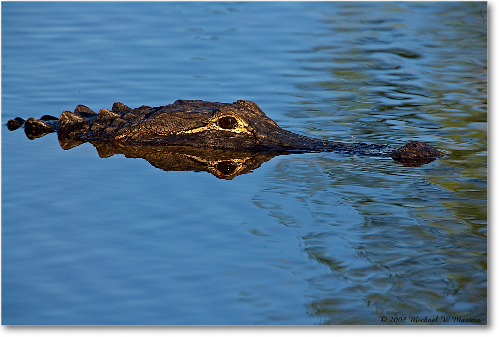 Alligator_AnhingaTrailFL_2008Jan__E0K8646 copy