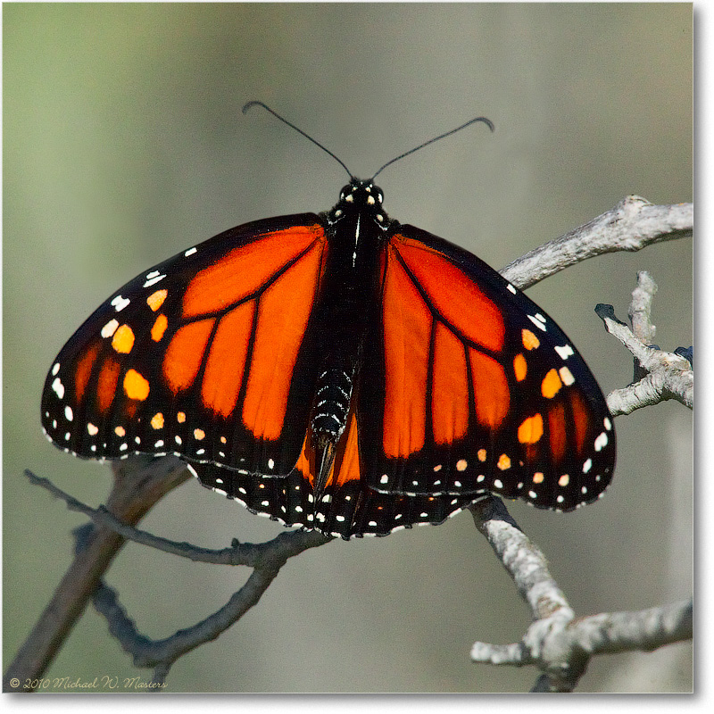 MonarchButterfly_ChincoNWR_2004Oct_1FFT5975(Remove)