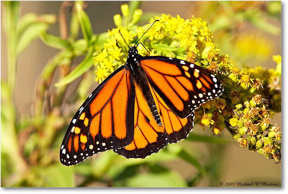MonarchButterfly_ChincoNWR_2005Oct_E0K4444 copy