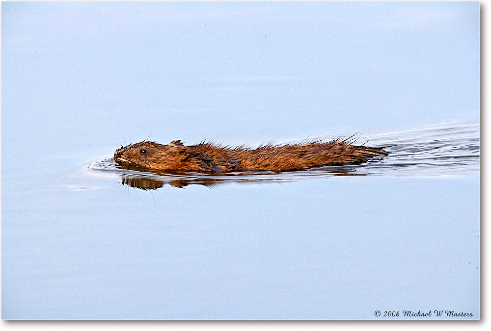 Muskrat_ChincoNWR_2006May_E0K8128 copy