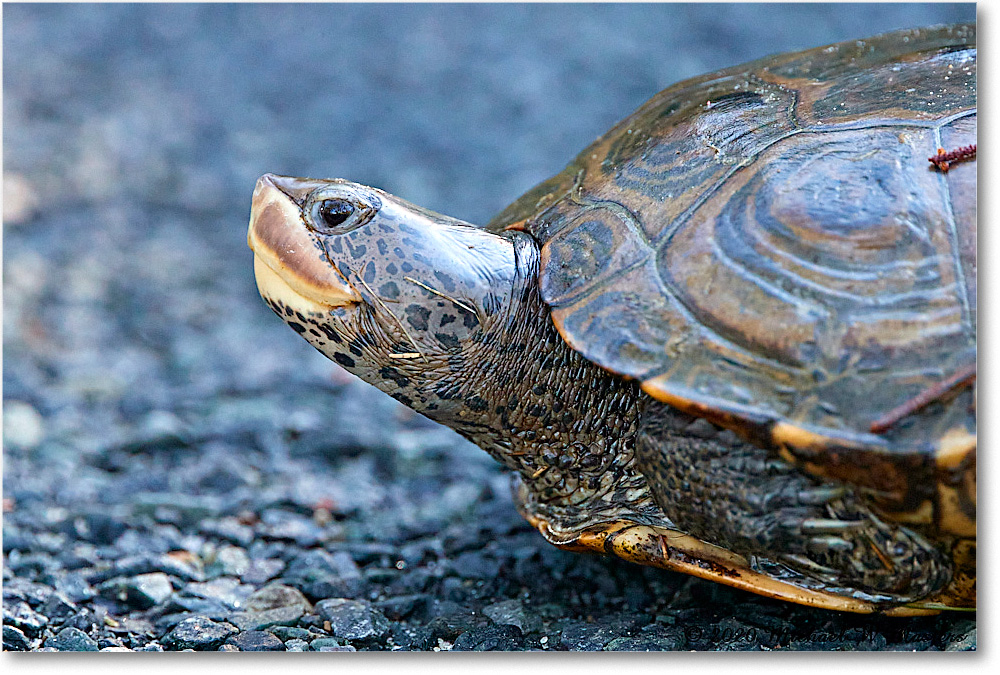 NorthernDiamondbackTurtle_2020Jun20_4DXB7746 copy