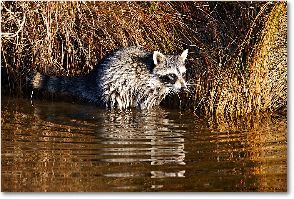 Raccoon_ChincoNWR-ea_2010Nov_S3A2763 copy