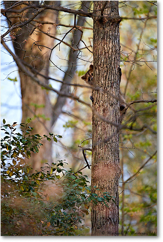 Raccoon_Virginia_2018Apr_4DXB4606 copy
