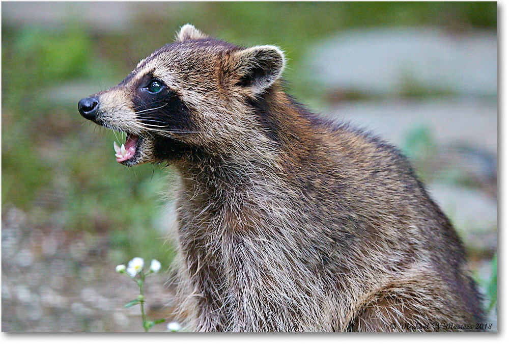Raccoon_Virginia_2018May_3DXA0030 copy