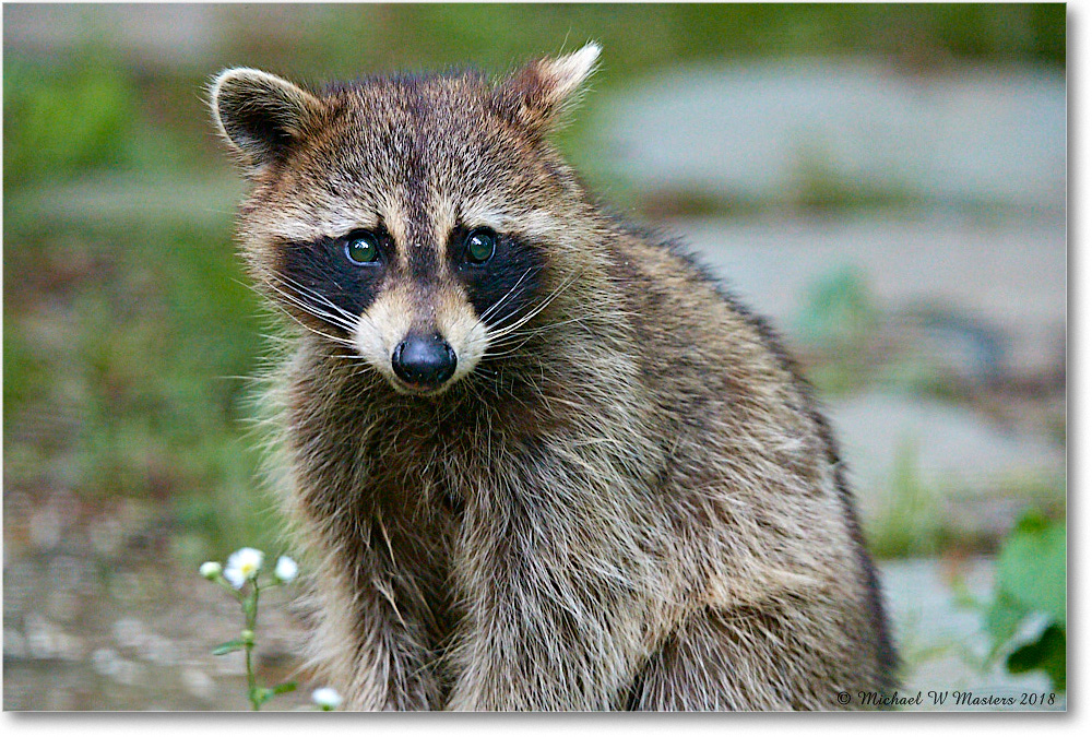Raccoon_Virginia_2018May_3DXA0040 copy