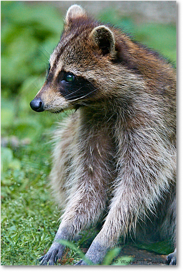 Raccoon_Virginia_2018May_3DXA0045 copy