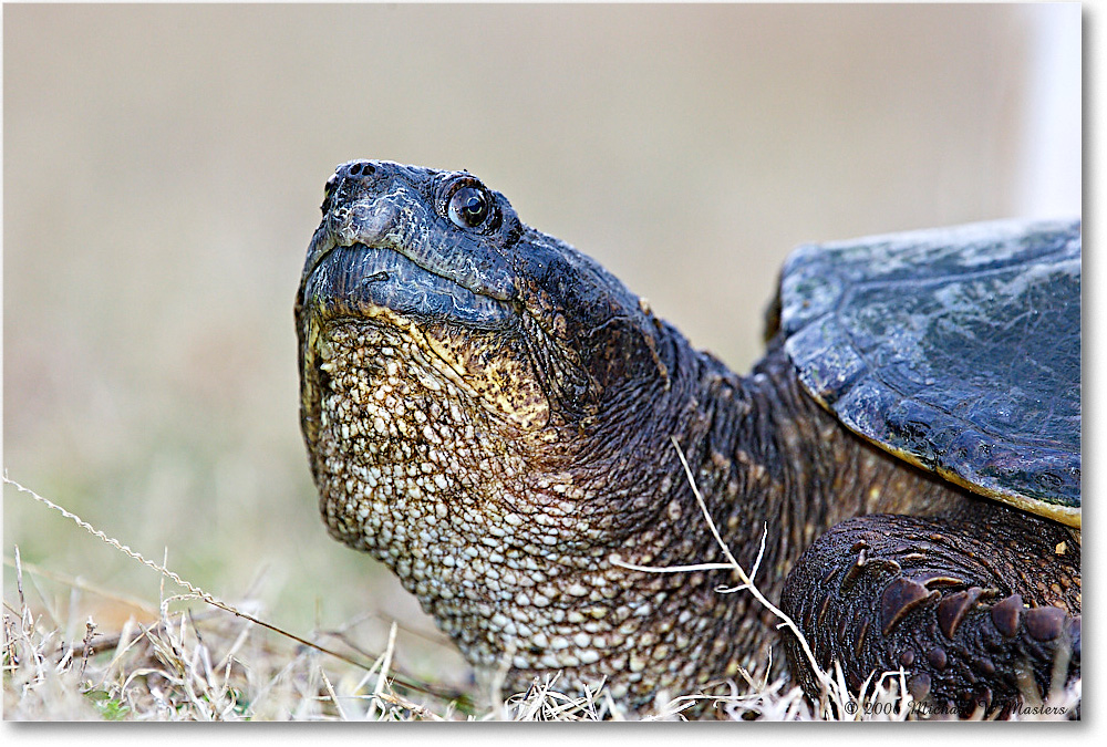 SnappingTurtle_ChincoNWR_2006Mar_Y2F7932 copy
