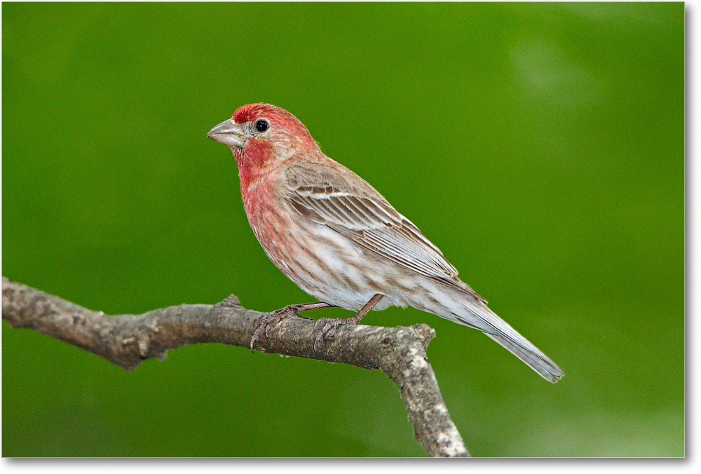 HouseFinchMale-Virginia-2012May_D4B0519 copy