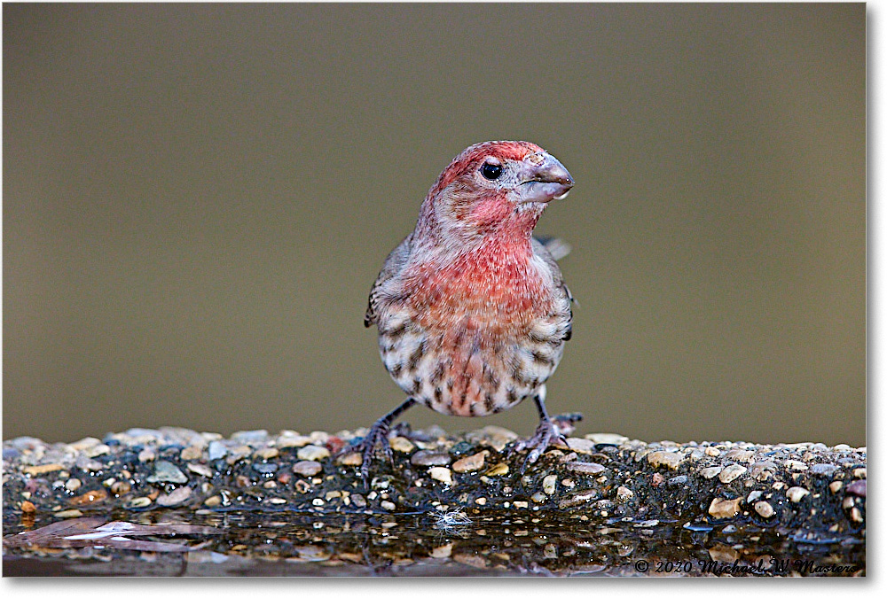 HouseFinch_2020Dec_R5A01606 copy