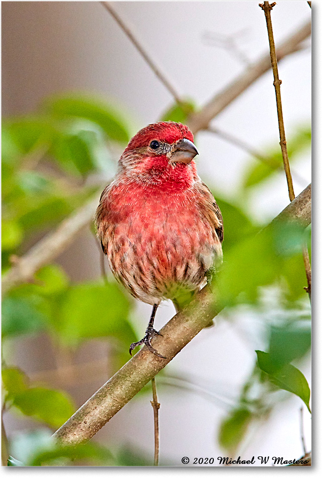 HouseFinch_2020Dec_R5A01773 copy
