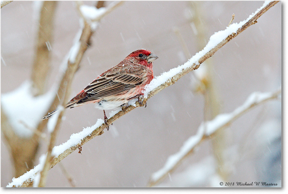 HouseFinch_Virginia_2018Dec_3DXA2068 copy