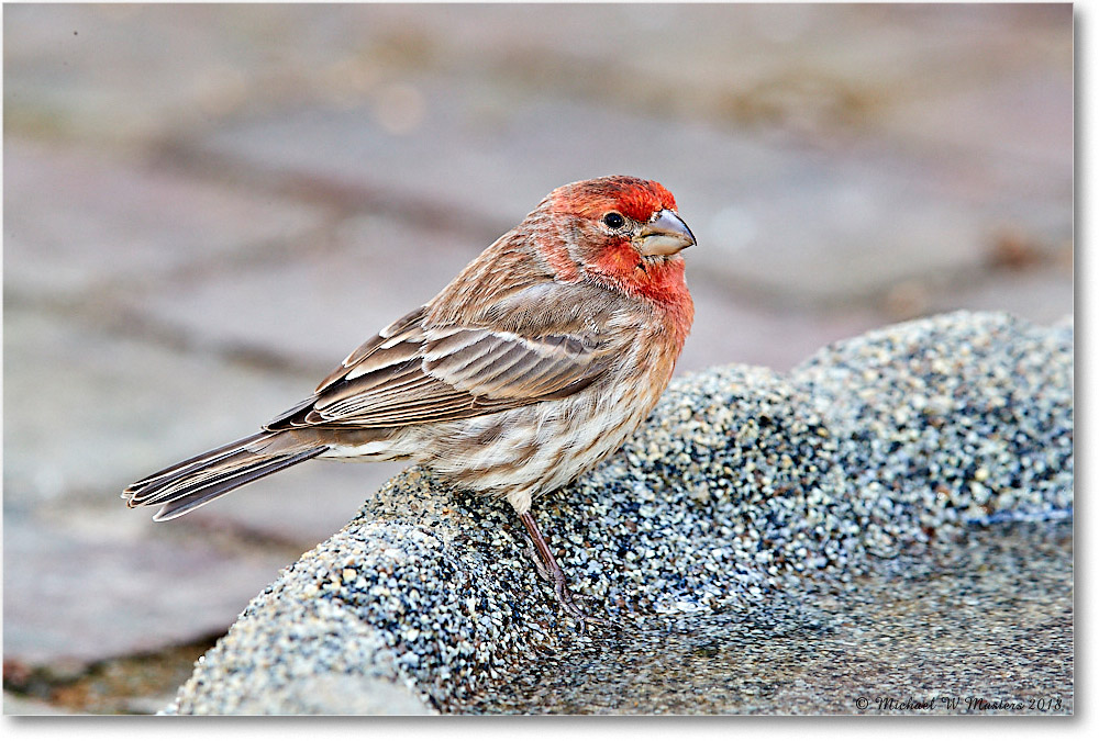 HouseFinch_Virginia_2018Jan_3DXA4024 copy