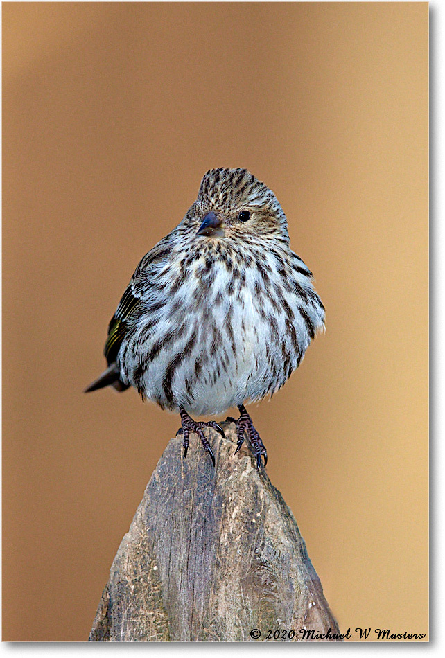 PineSiskin_2020Dec_R5A02002 copy