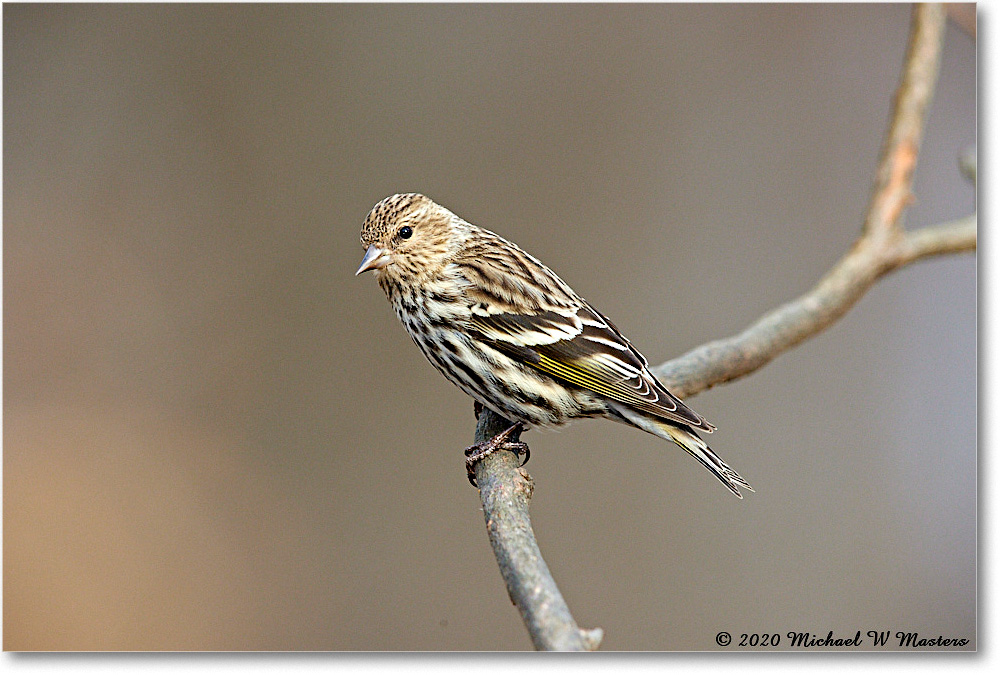 PineSiskin_2020Dec_R5A02234 copy