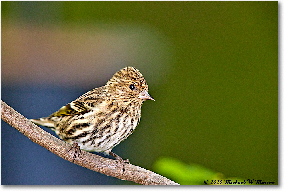 PineSiskin_2020Oct_R5B00097 copy