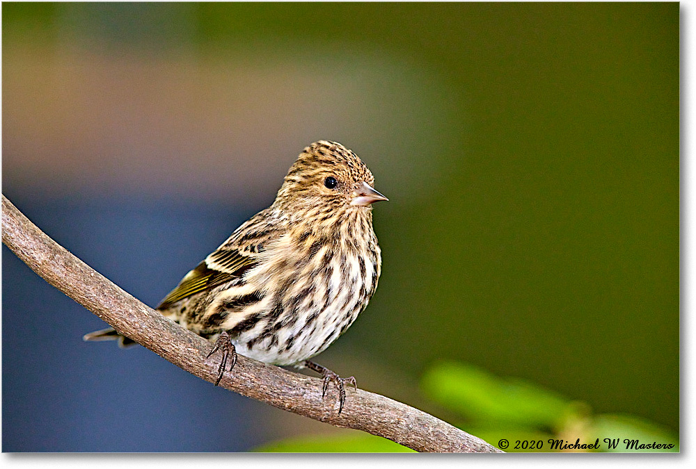 PineSiskin_2020Oct_R5B00112 copy