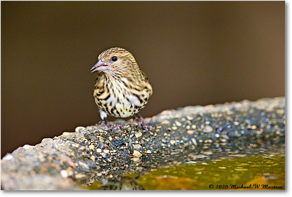 PineSiskin_2020Oct_R5B00249 copy