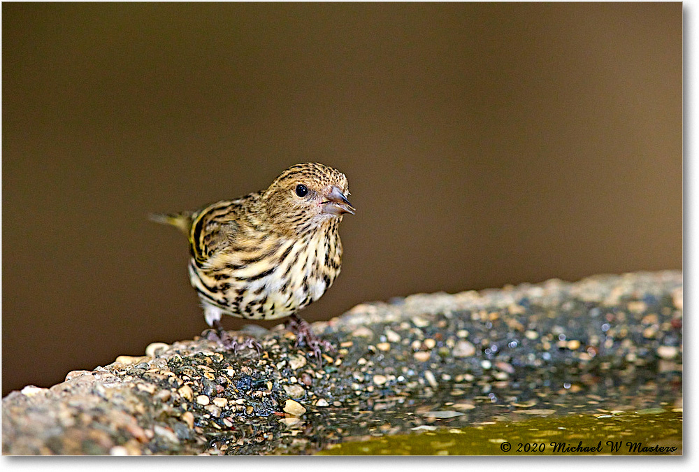 PineSiskin_2020Oct_R5B00252 copy