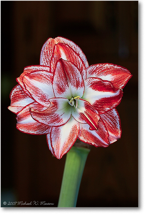 AmarylisFlower-Full-E0K2609