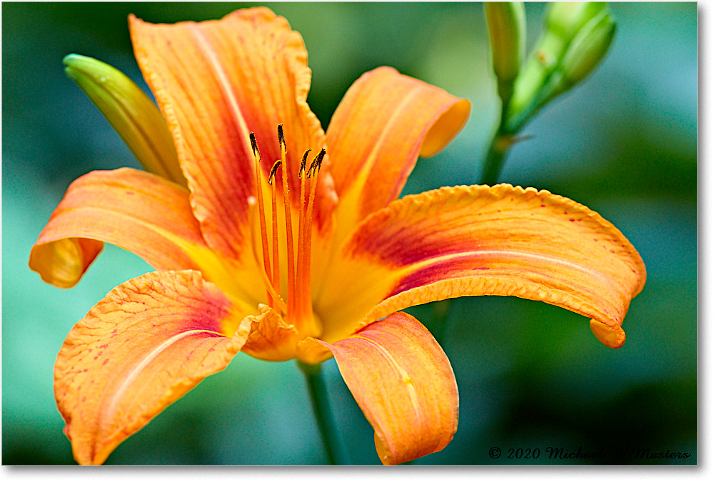 DayLily_Backyard_2020Jun_5D4A2534 copy