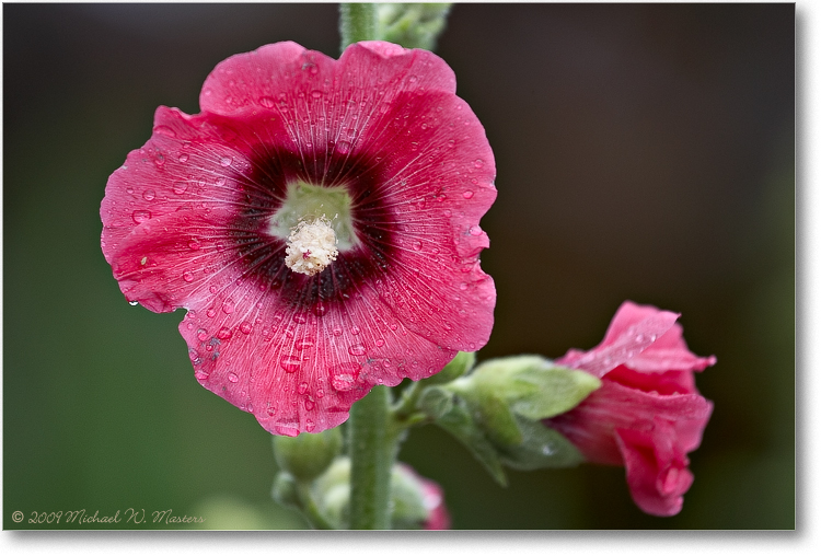 Hollyhock_AshvilleNC_2009June_VE0K9561