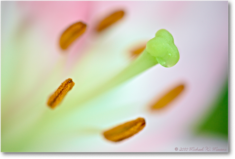 LilyPistil&Stamen_Virginina_2010July_S3A2235