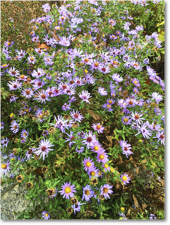 WildFlowers_ByrdVisitorCenter_2022Oct_iPh01137 copy