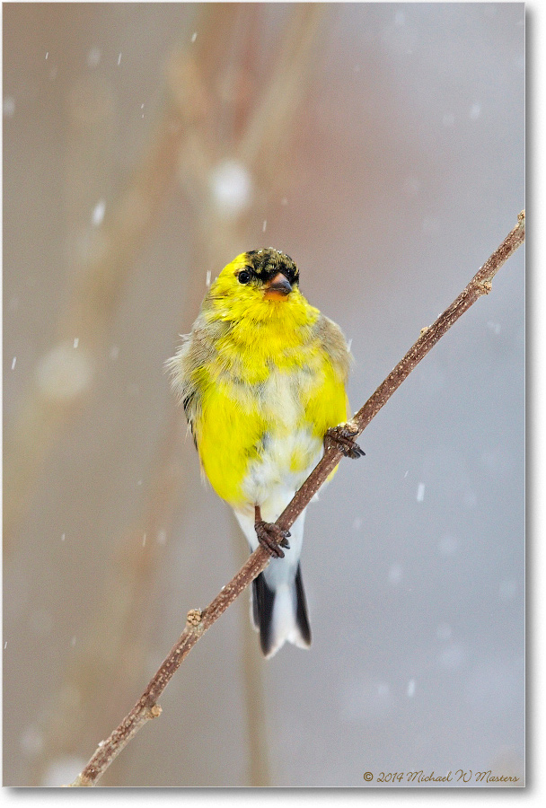 Goldfinch-Virginia-2014Mar-1DXA0008