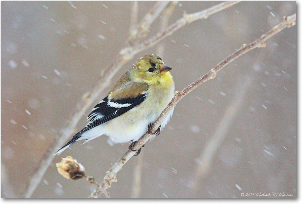 Goldfinch-Virginia-2014Mar_D5A1311