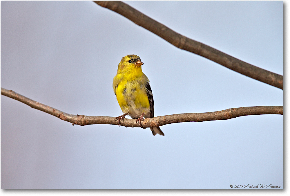 Goldfinch-Virginia-2014Spring-1DXA0097