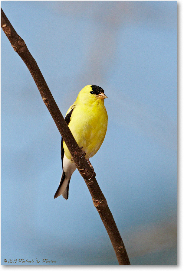 Goldfinch_Virginia_2013Apr_D5A0635