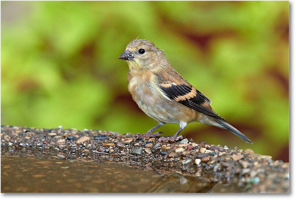Goldfinch_Virginia_2016September_3DXA2508 copy