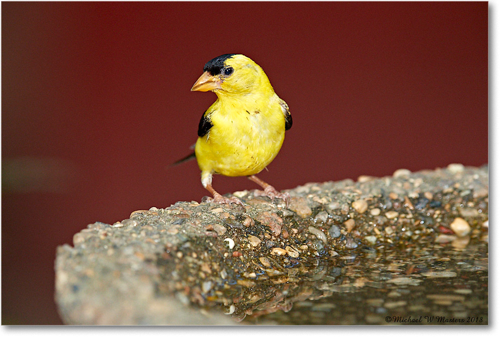 Goldfinch_Virginia_2018Aug_3DXA1875 copy