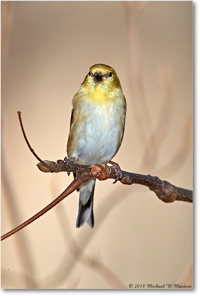 Goldfinch_Virginia_2018Jan_3DXA4048 copy