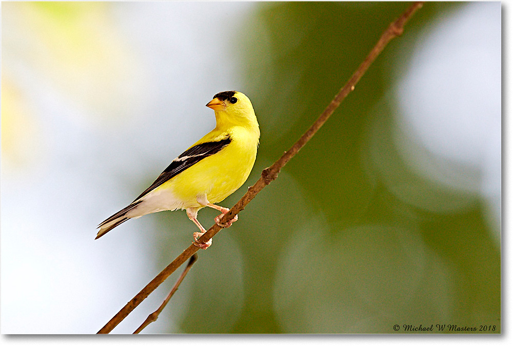 Goldfinch_Virginia_2018Jul_3DXA1688 copy