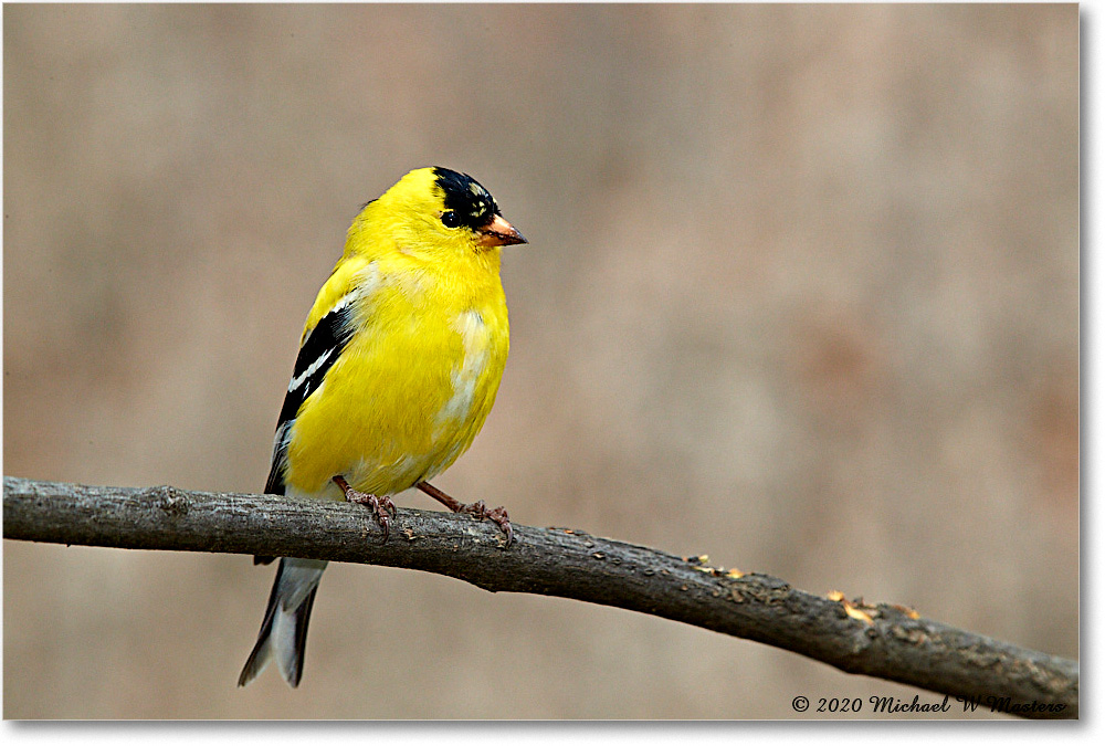Goldfinch_Virginia_2020Apr_3DXA3879 copy