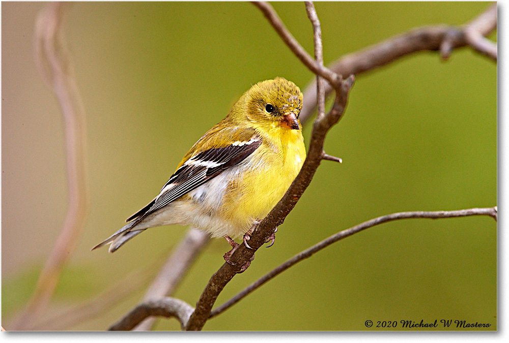 Goldfinch_Virginia_2020Apr_3DXA3888 copy