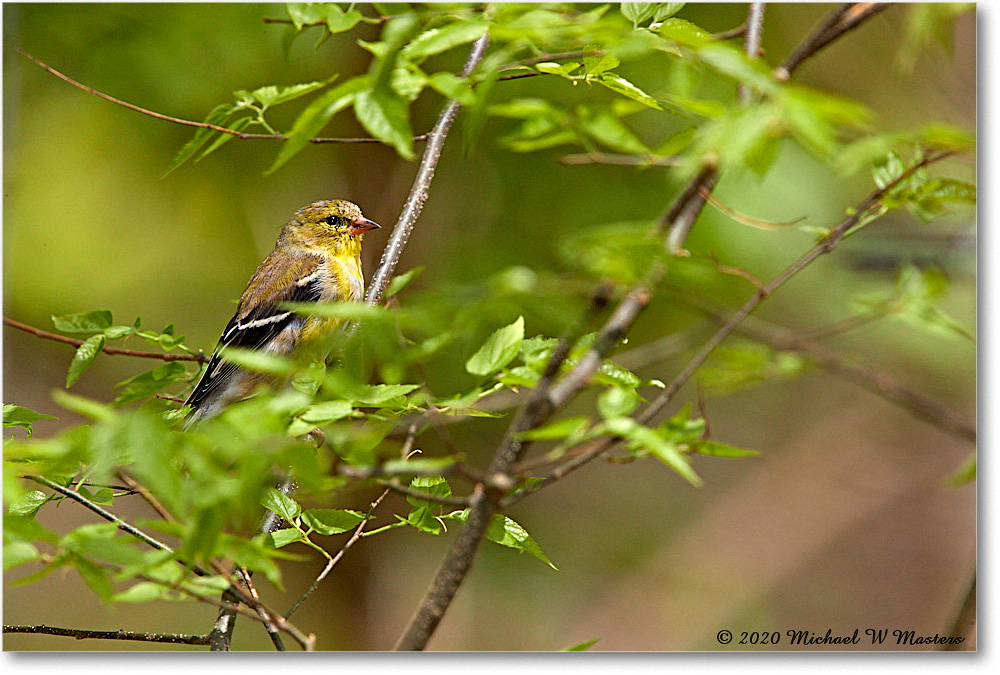 Goldfinch_Virginia_2020Apr_3DXA3895 copy