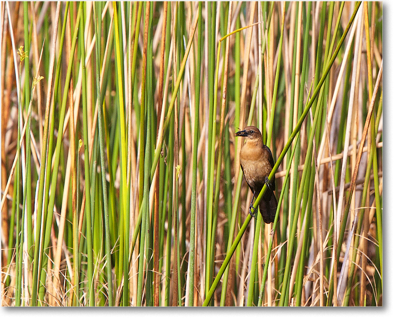 BoatTailGackleFemaile-CentralFL-2011Feb_D4A2634