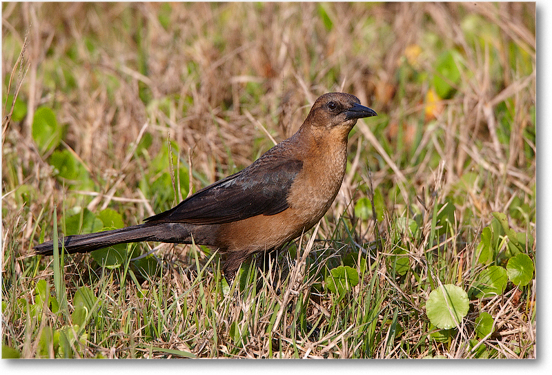 BoatTailedGrackleFemale-JoeOverstreetRdFL-2011Feb_S3A6378 copy