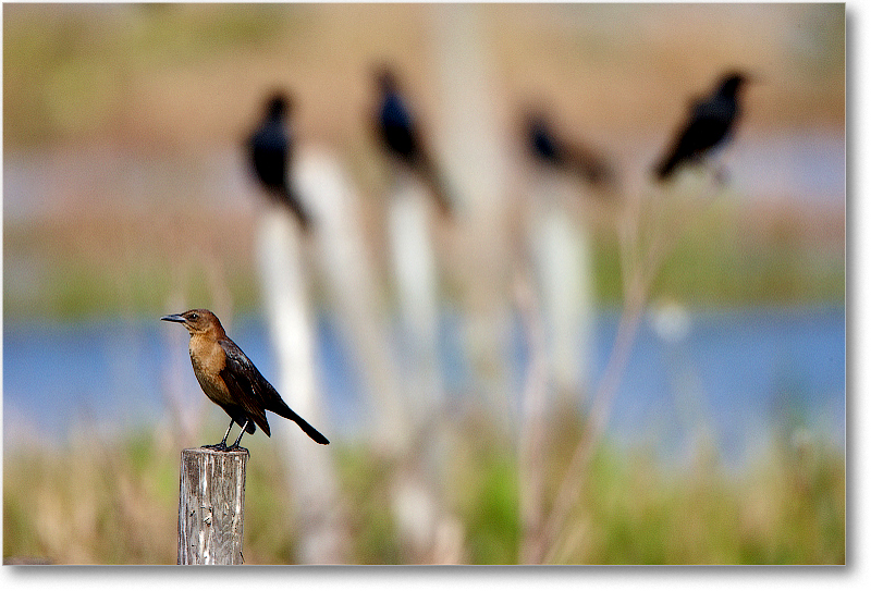 BoatTailedGrackleFemale-JoeOverstreetRdFL-2011Feb_S3A6802