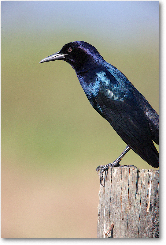BoatTailedGrackleMale-JoeOverstreetRdFL-2011Feb_S3A6722 copy